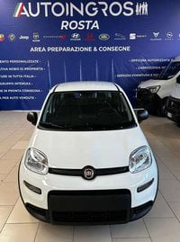 FIAT Panda Ibrida 1.0 hybrid s&s 70CV NUOVA DA IMMATRICOLARE Nuova in provincia di Torino - Autoingros Rosta img-4