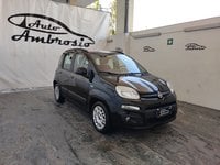Auto Fiat Panda Panda 1.2 Easypower Pop Da 71,00 Al Mese Usate A Napoli