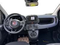 Auto Usate A Avellino | Fiat Pandina 1.0 65Cv Hybrid Icon