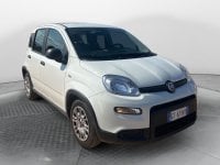 Auto Usate A Avellino | Fiat Panda My24 1.0 70Cv Hybrid Panda