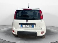 Auto Usate A Avellino | Fiat Panda My24 1.0 70Cv Hybrid Panda